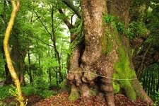 Tourist destination images of Takahara Kumano Jinja Shrine(2)