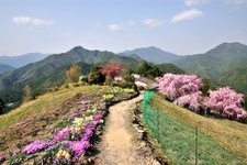 Tourist destination images of Kumano Kodo Kohechi World Heritage Monument(3)