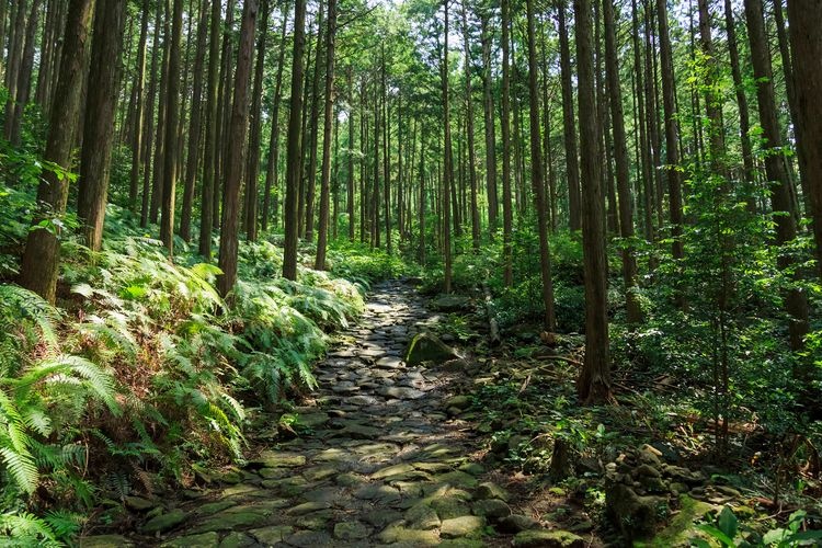 Kumano Kodo Iseji Nikishima