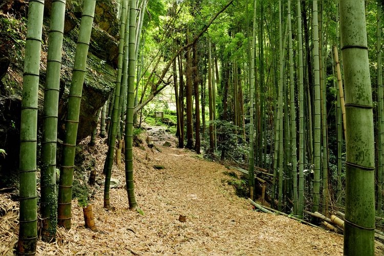 Kumano Kodo Fujiishiro-saka