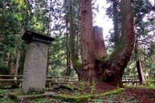 Tourist destination images of Mikawa's Shogun-sugi(1)