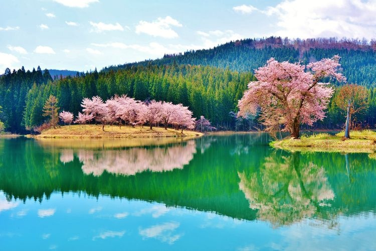 Nakago Cherry Blossoms