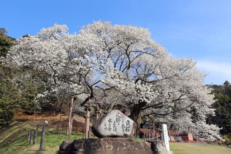 Misumi Ohira Cherry Tree