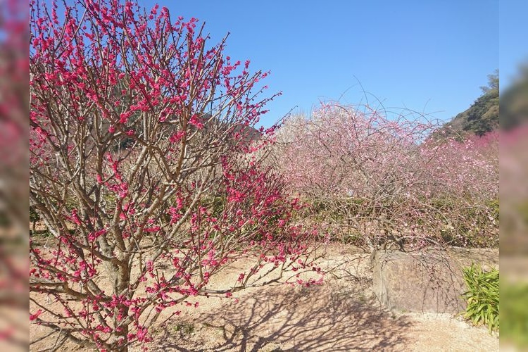 Hagi Oukan Ume-rinen (Plum Grove)