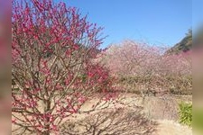 Tourist destination images of Hagi Oukan Ume-rinen (Plum Grove)(1)