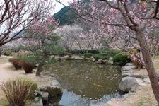 Tourist destination images of Hagi Oukan Ume-rinen (Plum Grove)(2)