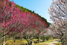 Tourist destination images of Hagi Oukan Ume-rinen (Plum Grove)(1)