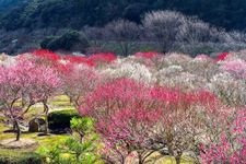 Tourist destination images of Hagi Oukan Ume-rinen (Plum Grove)(2)