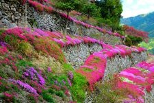 高开的石砌墙（大神高开）的旅游景点图片(2)