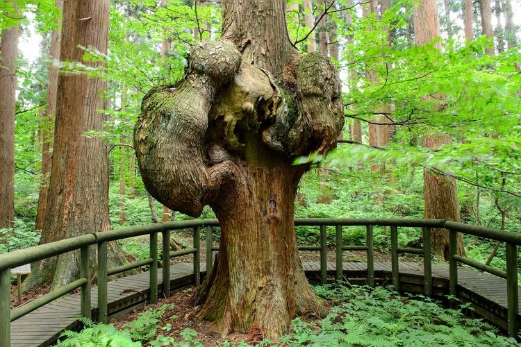 Kobusugi (Natural Akita Cedar) - Selected as one of the "100 Giant Trees of the Forest" by the Forestry Agency