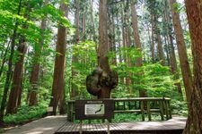 Tourist destination images of Kobusugi (Natural Akita Cedar) - Selected as one of the "100 Giant Trees of the Forest" by the Forestry Agency(2)