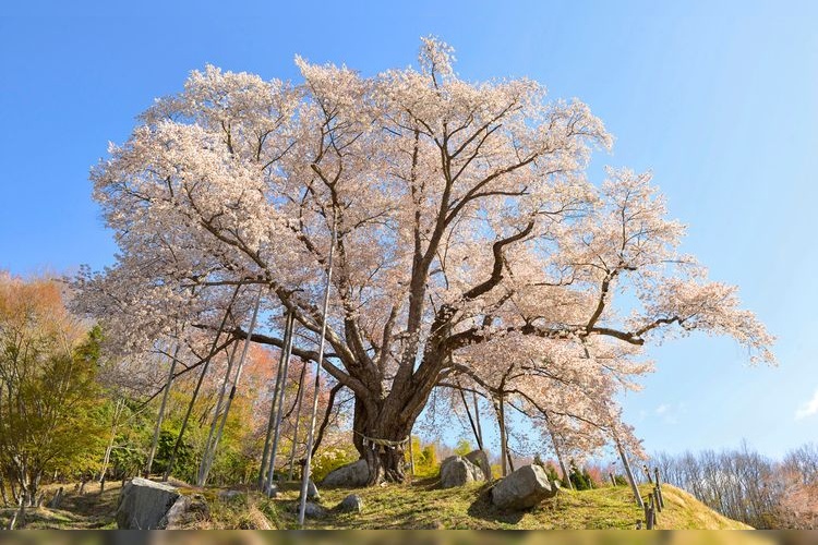 Koshada Cherry Tree