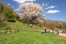 Tourist destination images of Koshada Cherry Tree(2)