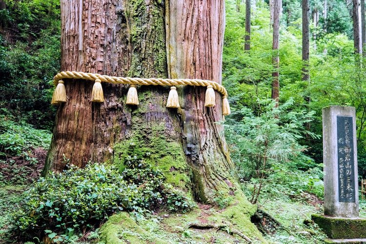 The Mikonasugi (Three-Trunk Cedar) of Mount Oiwa