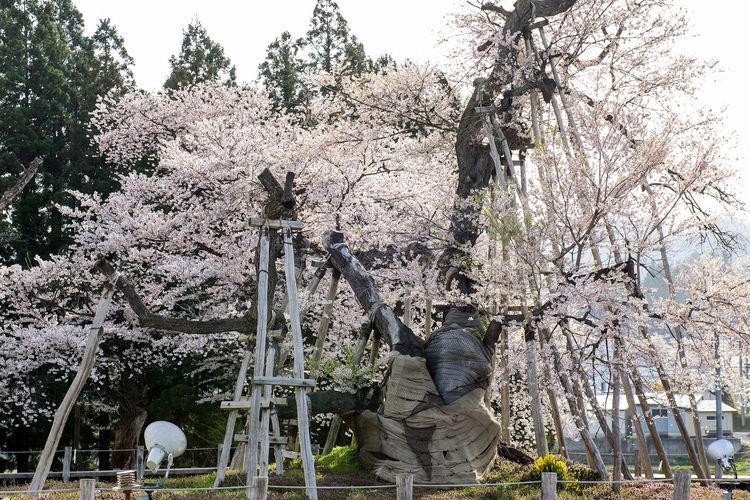 Isazawa's Kubo Cherry Tree