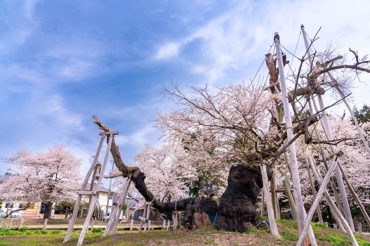 Isazawa's Kubo Cherry Tree