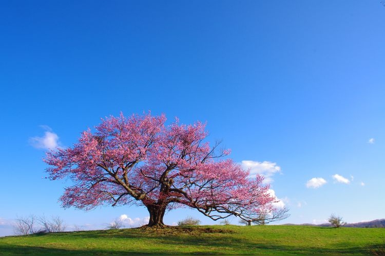 Kamegasen Ranch's Single Cherry Blossom Tree