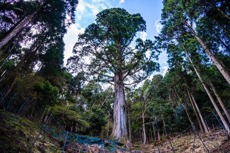 Amagi Taro-sugi