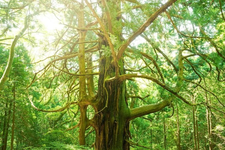 Shiranuta no Osugi (The Great Cedar of Shiranuta)