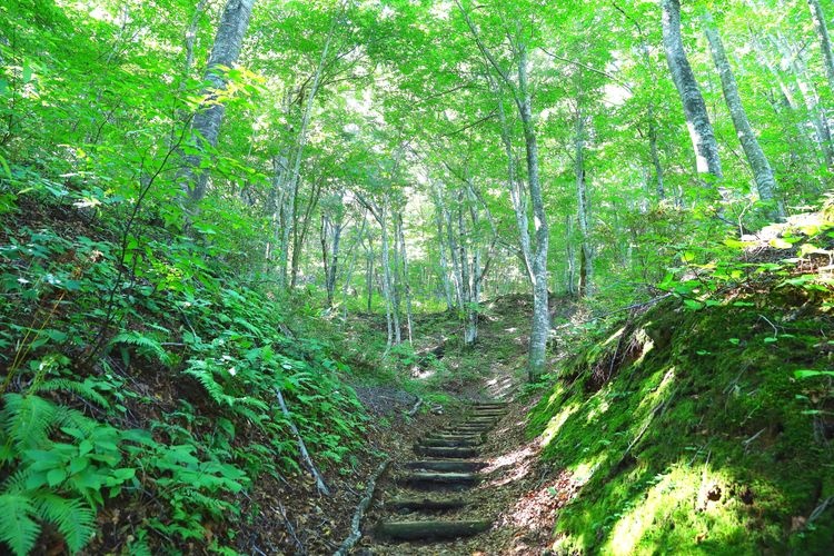 Shirakami-Sanchi (Beech Forest Trail)