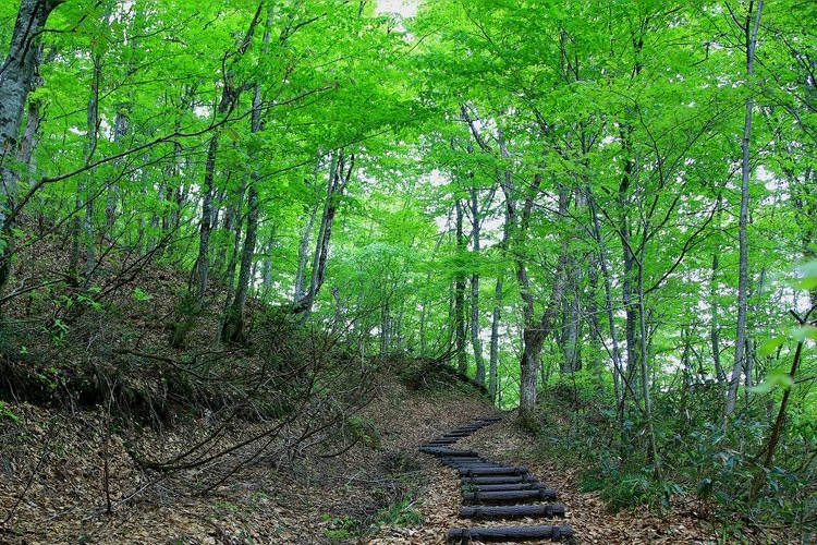 Shirakami-Sanchi (Beech Forest Trail)