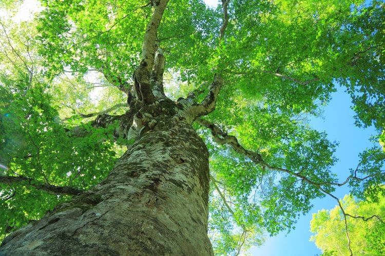 Mother Tree