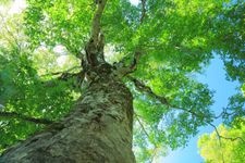 Tourist destination images of Mother Tree(1)