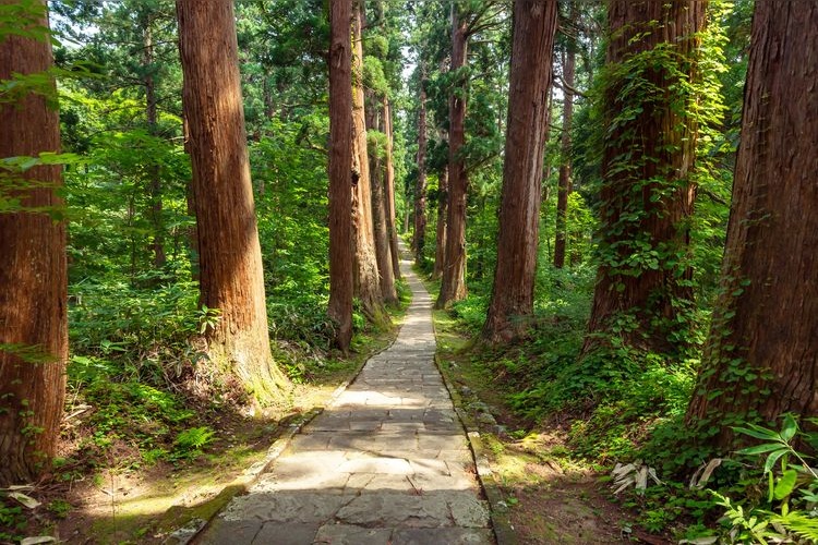 羽黒山杉並木