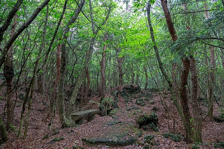 Narusawa Lava Trees