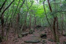 Tourist destination images of Narusawa Lava Trees(1)