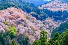 Tourist destination images of Yoshino-jinja Shrine(5)