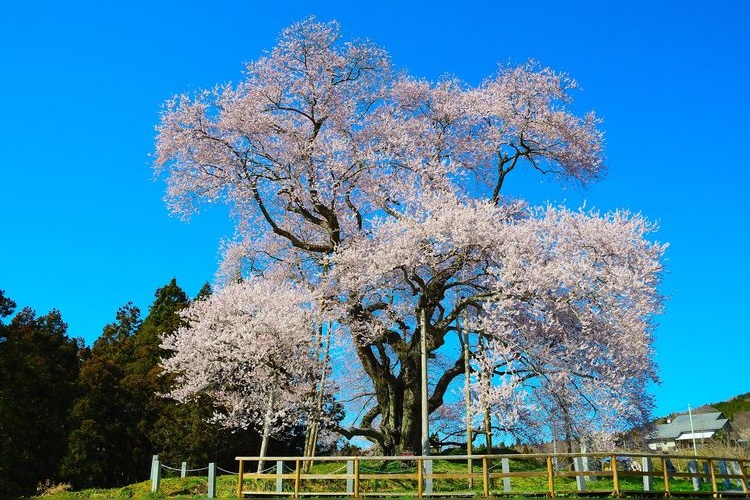 Totsube Cherry Blossom Tree