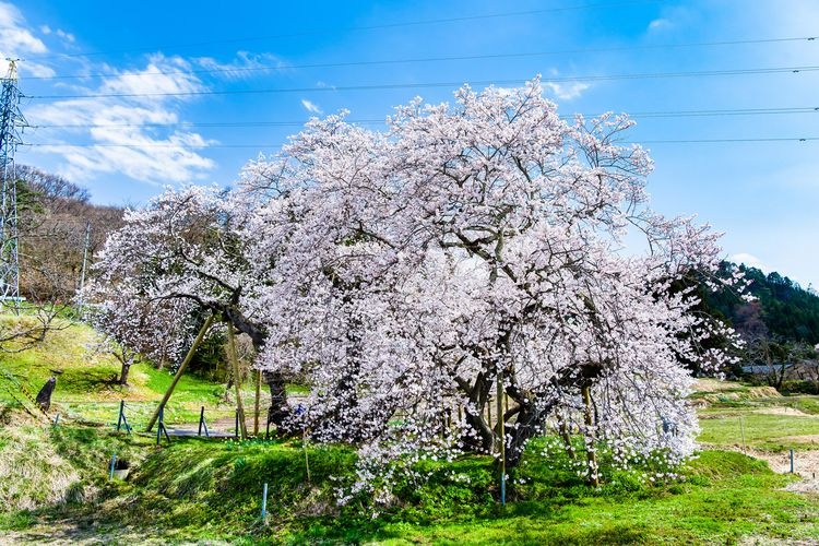 Ishibe Sakura