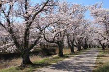 Tourist destination images of Sasaharagawa Senbonzakura(1)