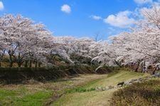 Tourist destination images of Sasaharagawa Senbonzakura(2)