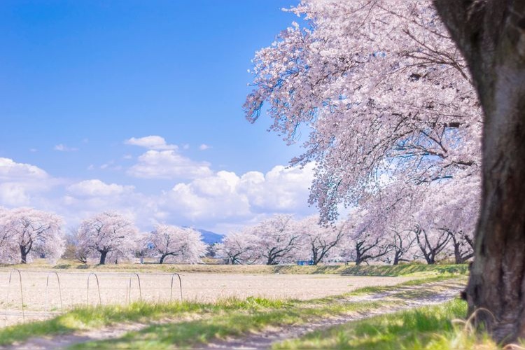 Fujita River Cherry Blossoms (Fujita-gawa Fureai Sakura)