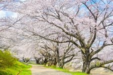 Tourist destination images of Fujita River Cherry Blossoms (Fujita-gawa Fureai Sakura)(2)