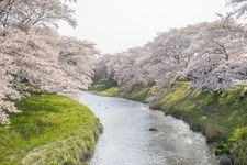 Tourist destination images of Fujita River Cherry Blossoms (Fujita-gawa Fureai Sakura)(3)