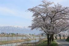 最上川堤防千本桜の観光地画像(1)