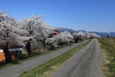 最上川堤防千本桜の観光地画像(2)