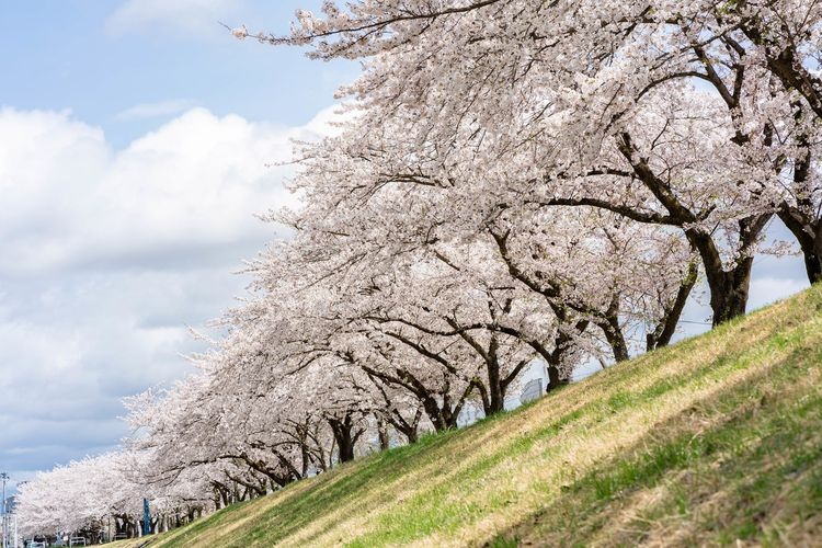 Miyagawa Senbonzakura (Thousand Cherry Blossoms of Miyagawa)