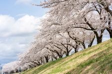 Tourist destination images of Miyagawa Senbonzakura (Thousand Cherry Blossoms of Miyagawa)(1)