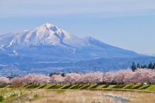 Tourist destination images of Miyagawa Senbonzakura (Thousand Cherry Blossoms of Miyagawa)(2)