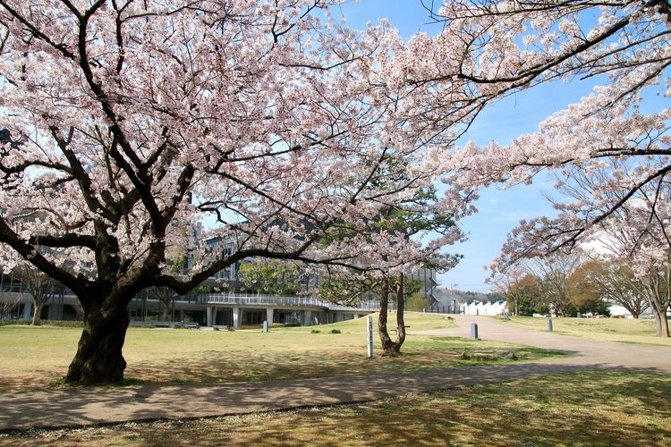 Hira Chuo Park