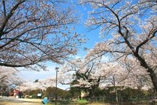 松ヶ岡公園の観光地画像(1)