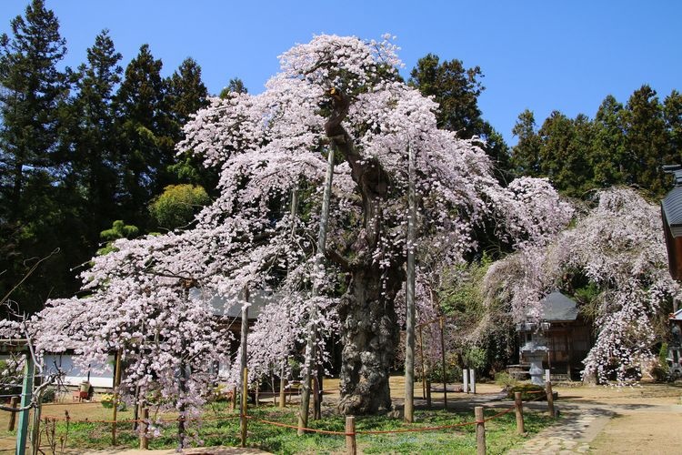 愛蔵寺の護摩桜