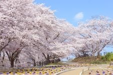 天童公園の観光地画像(3)