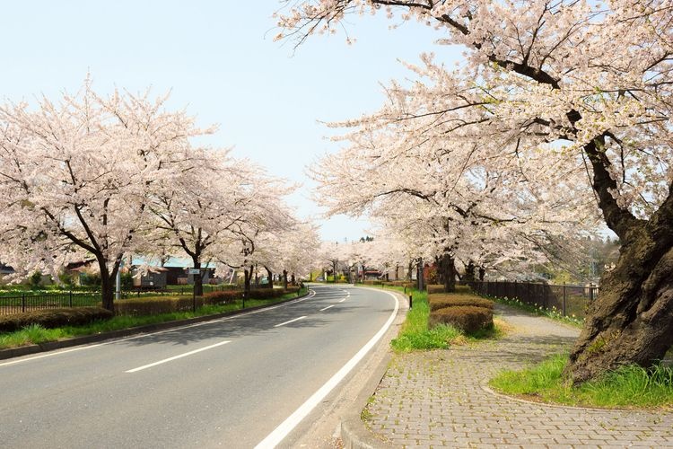 Hiraizumi Town Route 300 (Former National Route 4) Cherry Blossoms