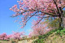 Tourist destination images of Yashio Ikono Mori (Yashio Recreation Forest)(1)