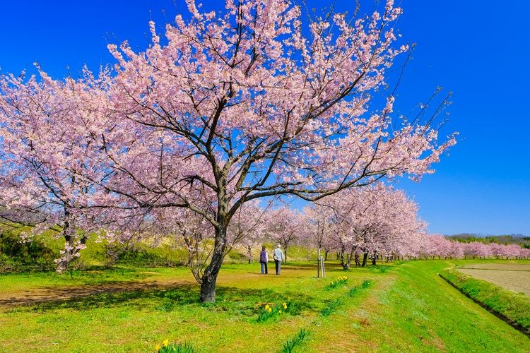 Kitaasaba Sakura-tsutsumi Park